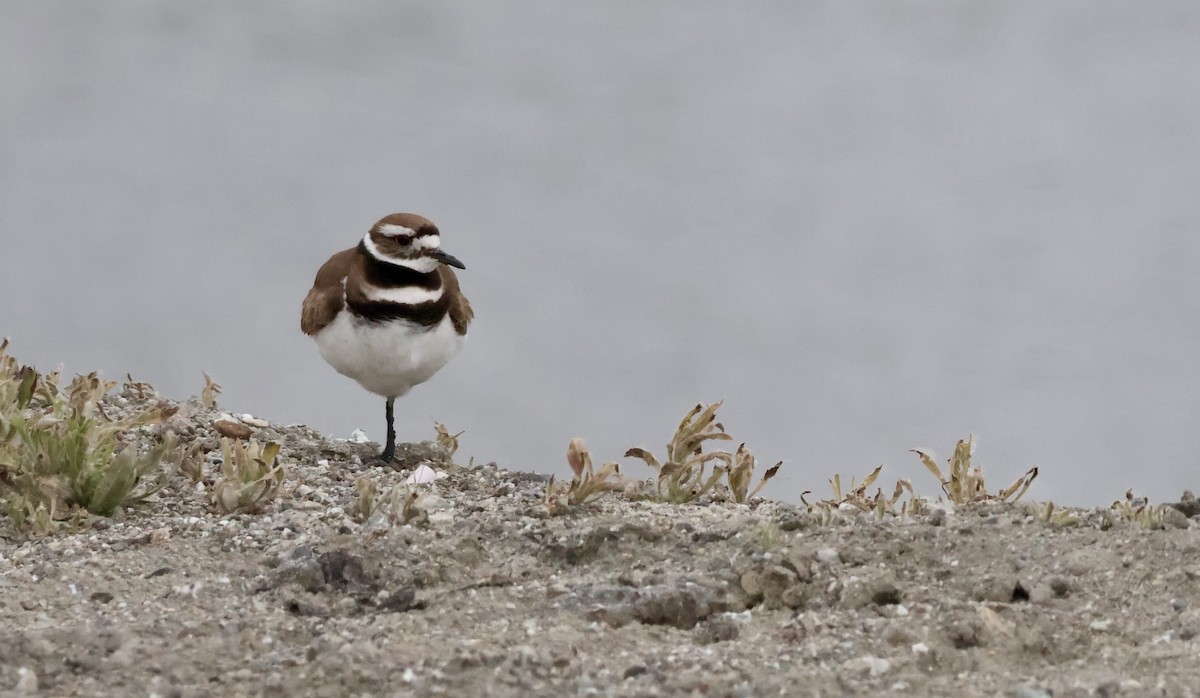 Killdeer - ML619729479