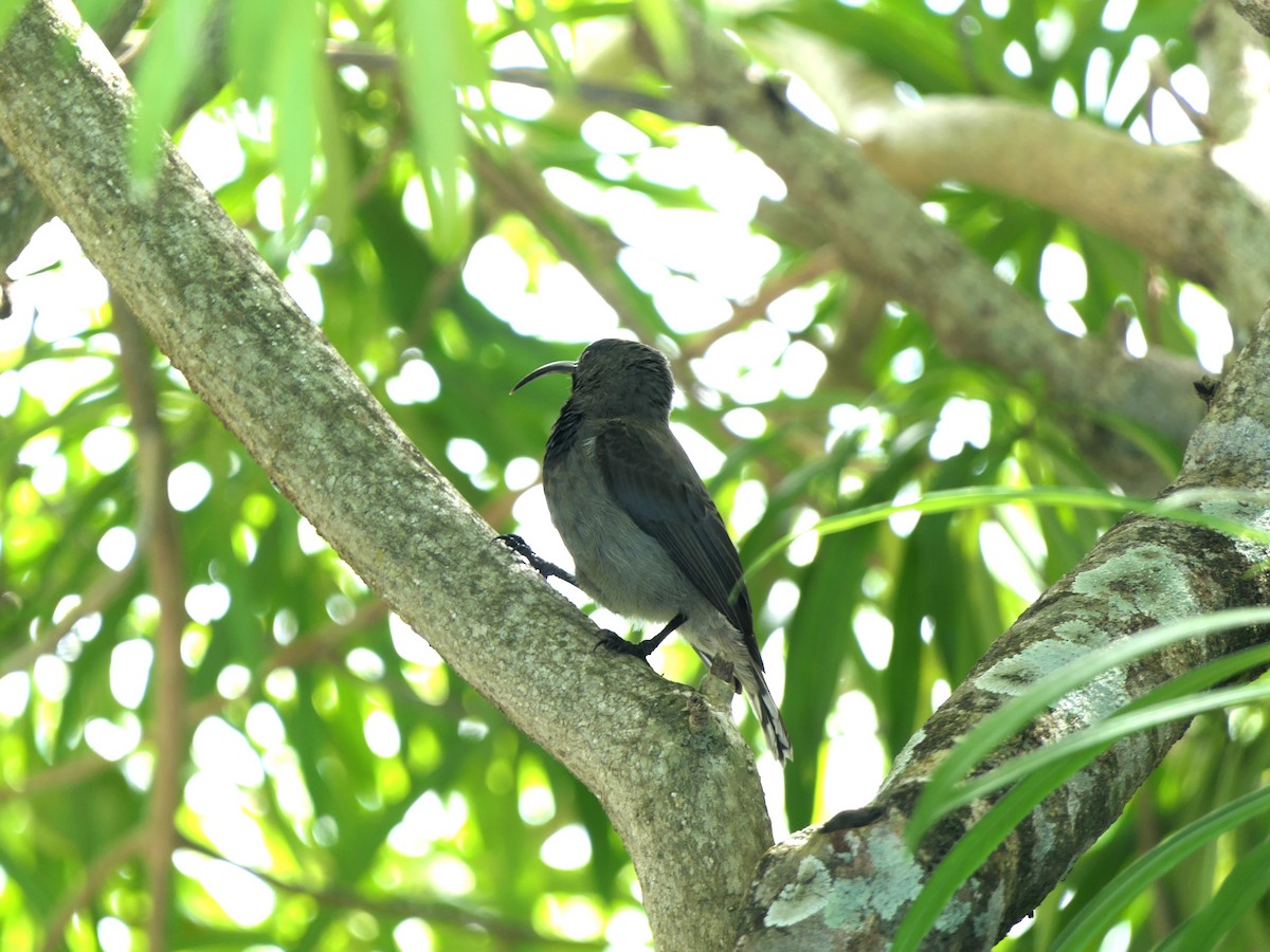 Seychelles Sunbird - ML619729487