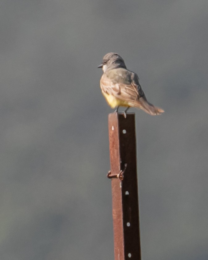 Cassin's Kingbird - ML619729490