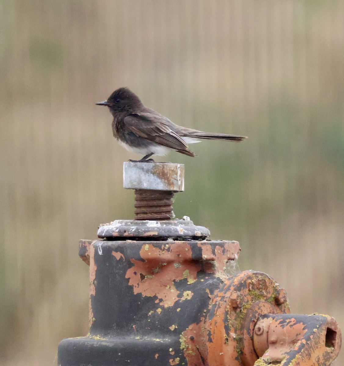 Black Phoebe - ML619729492