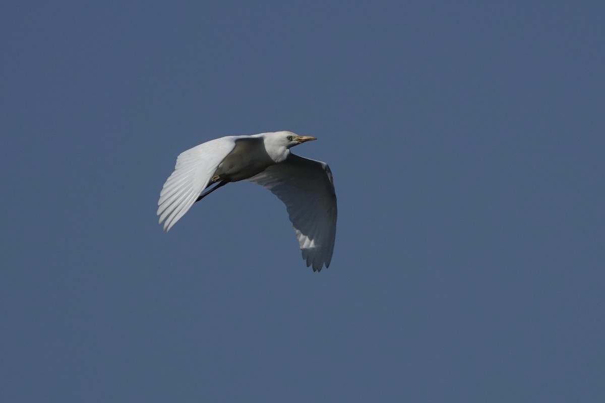 Yellow-billed Egret - ML619729530