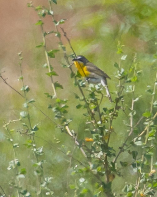 Yellow-breasted Chat - ML619729537