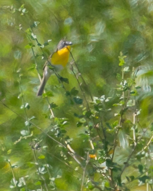 Yellow-breasted Chat - ML619729538