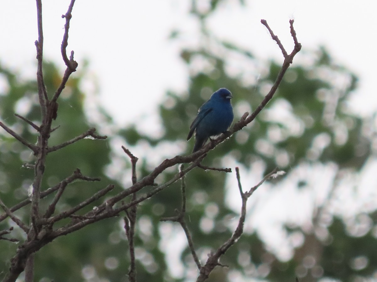 Indigo Bunting - Dick Zerger