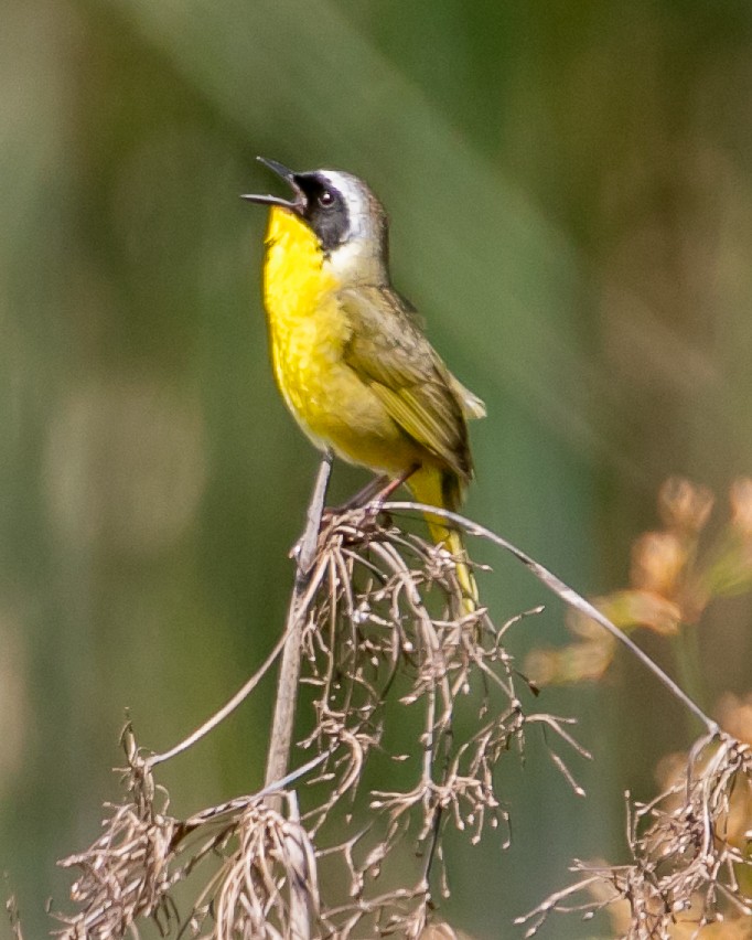 Common Yellowthroat - ML619729554