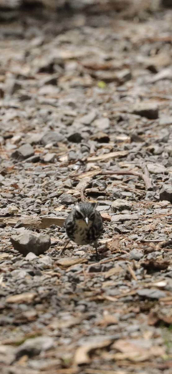 Yellow-rumped x Yellow-throated Warbler (hybrid) - ML619729562