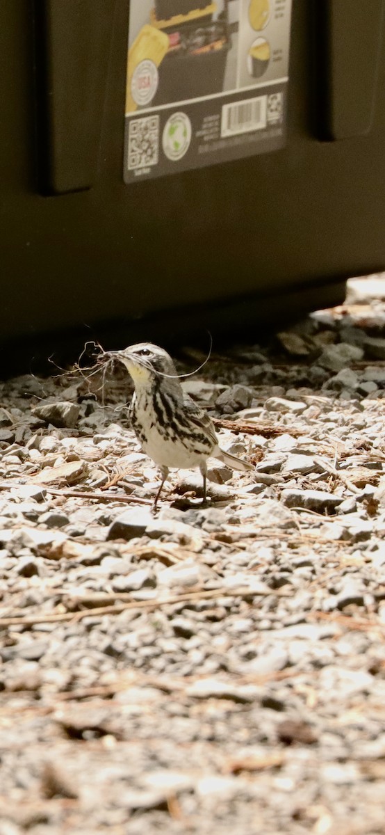 Yellow-rumped x Yellow-throated Warbler (hybrid) - ML619729564