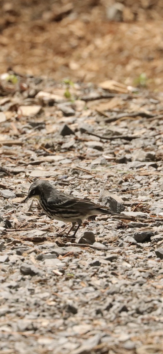 Yellow-rumped x Yellow-throated Warbler (hybrid) - ML619729570