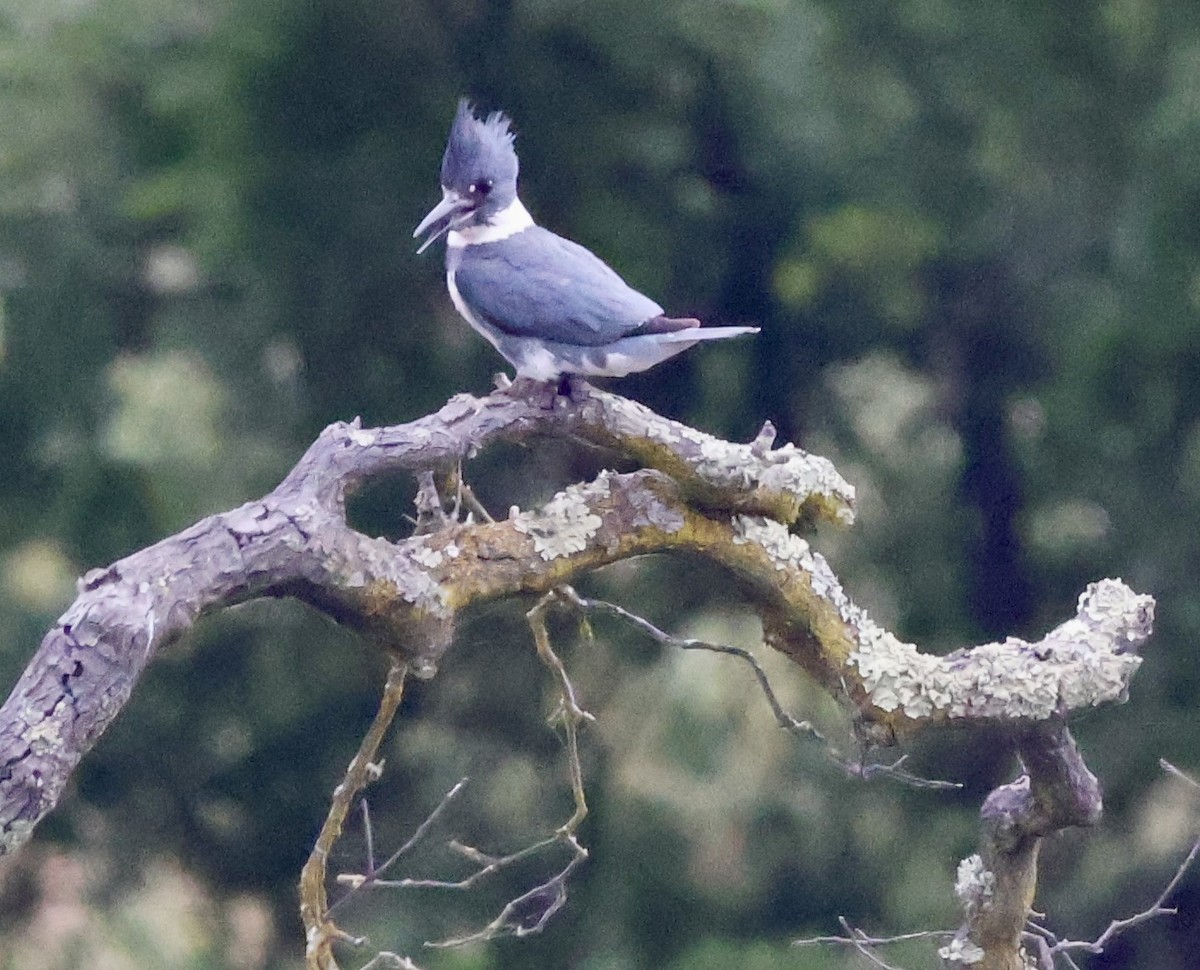 Belted Kingfisher - ML619729582