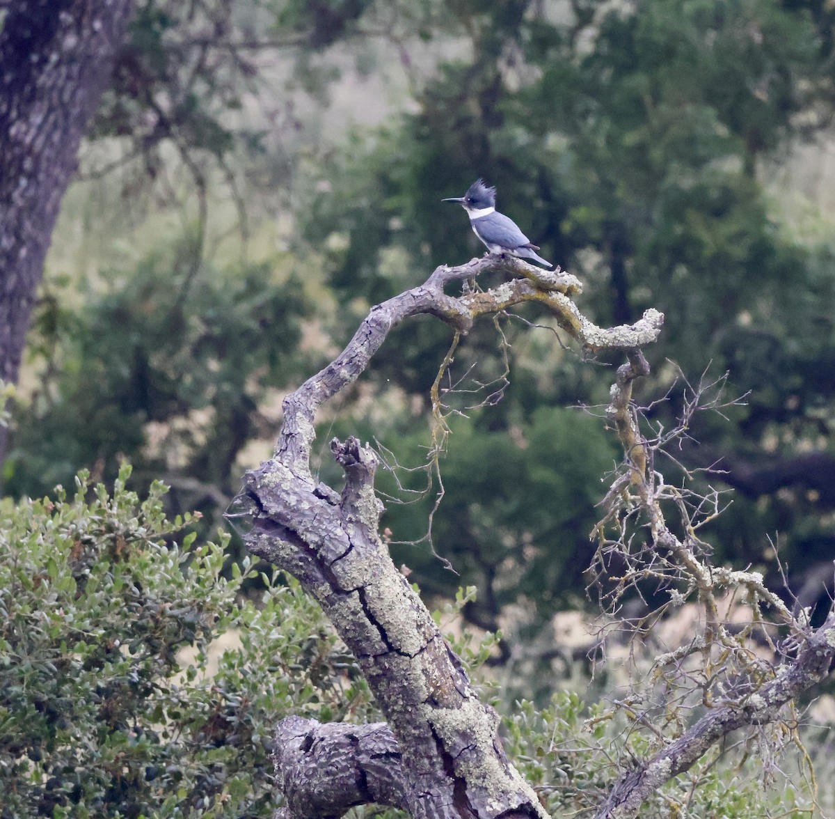 Belted Kingfisher - ML619729583