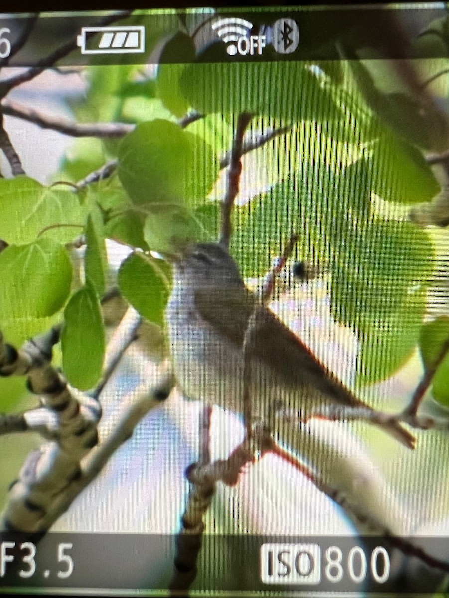 Tennessee Warbler - ML619729611