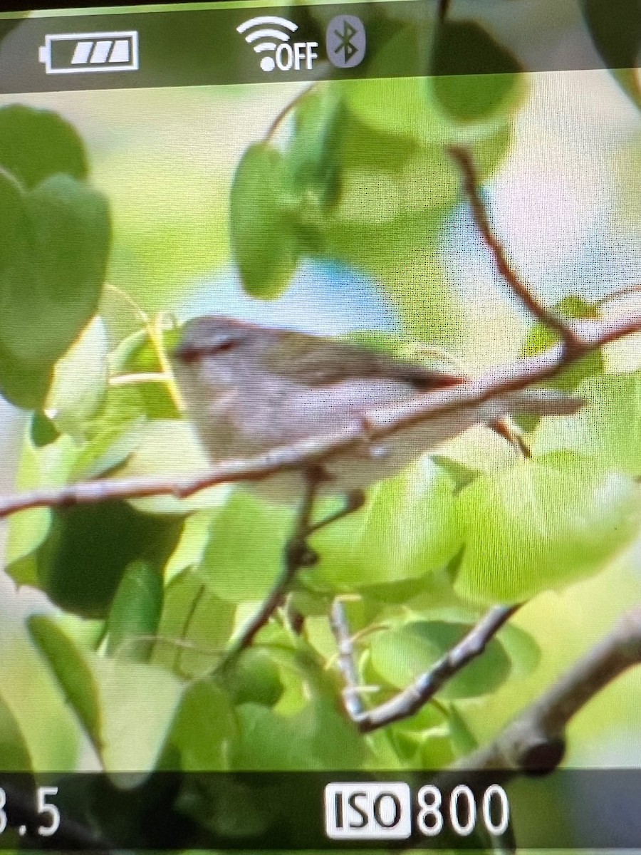 Tennessee Warbler - ML619729612