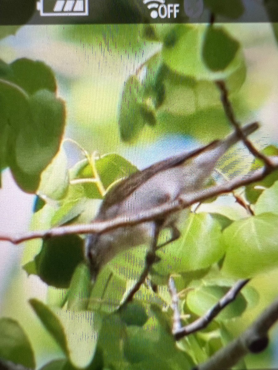 Tennessee Warbler - ML619729613