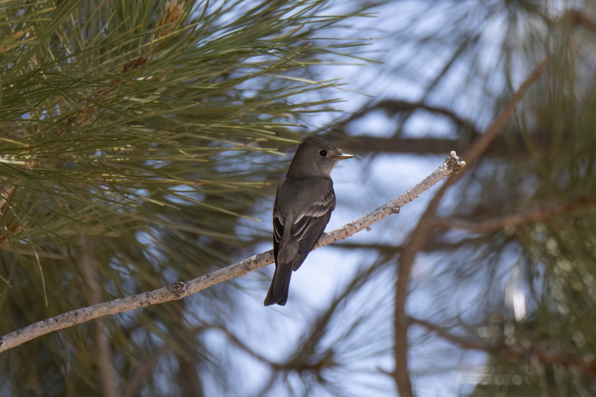 Western Flycatcher - ML619729635