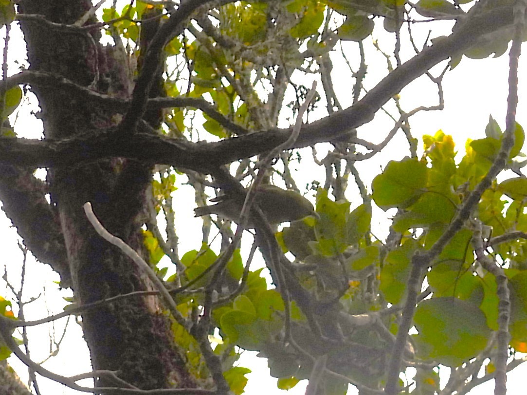 Kauai-Amakihikleidervogel - ML619729661