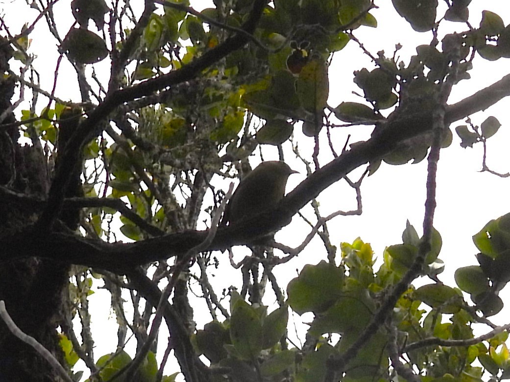 Kauai-Amakihikleidervogel - ML619729662