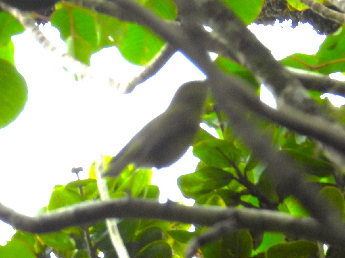 Kauai-Amakihikleidervogel - ML619729664