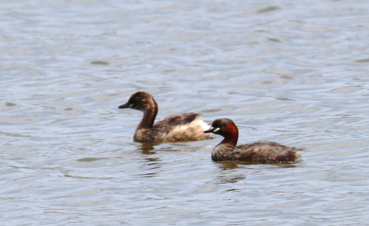 Little Grebe - ML619729674