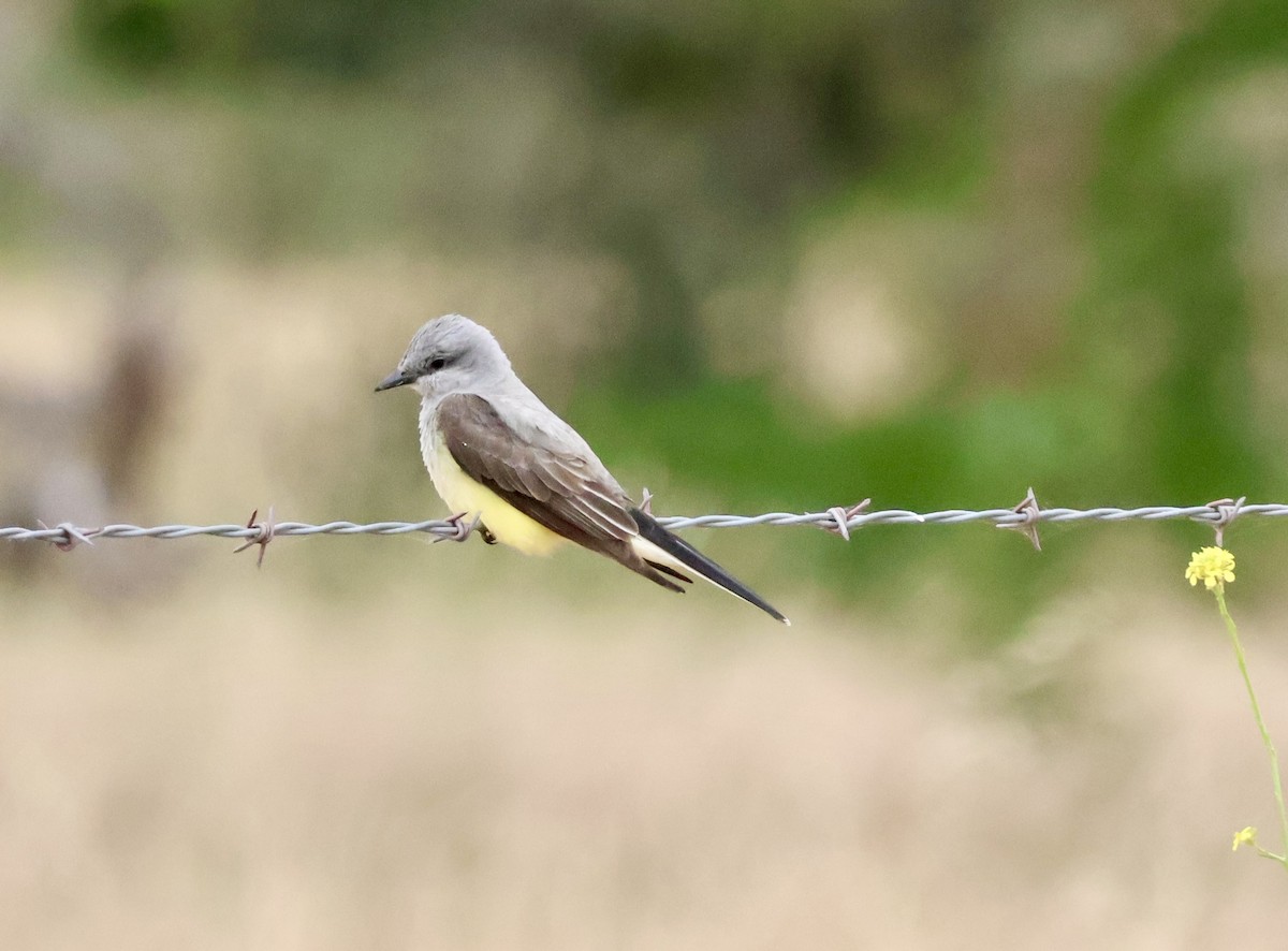 Western Kingbird - ML619729675