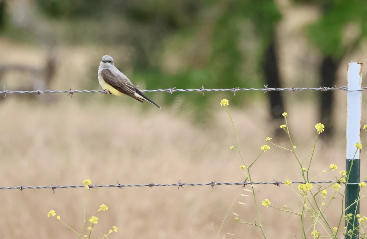 Western Kingbird - ML619729676