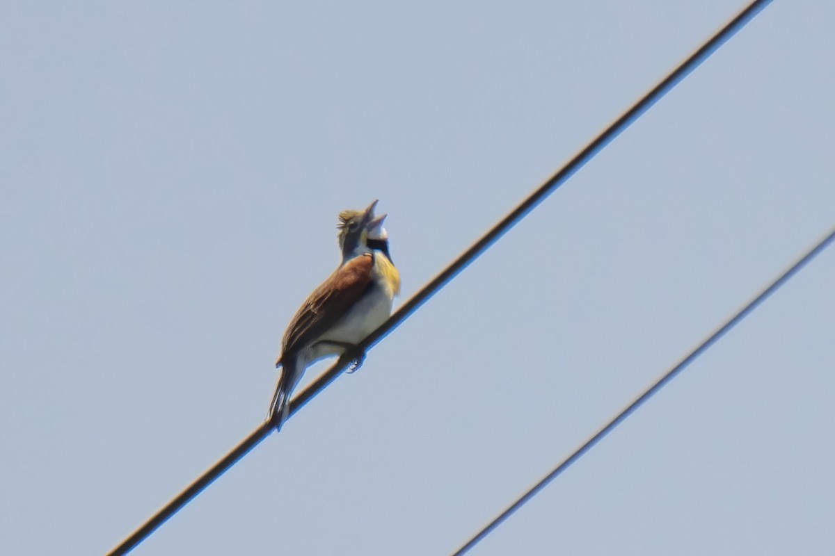 Dickcissel - ML619729702