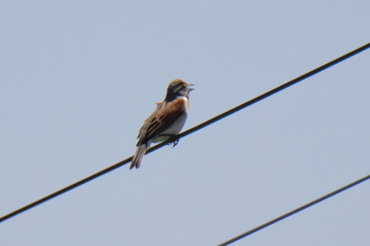 Dickcissel - ML619729703