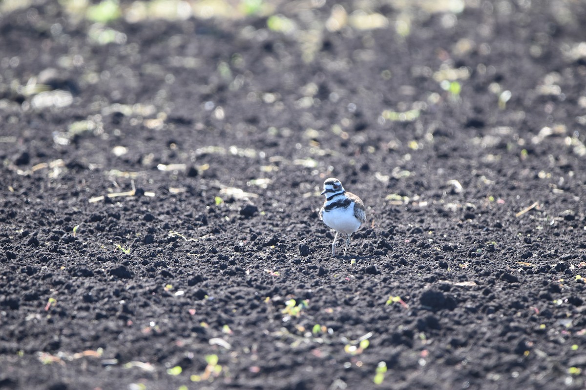 Killdeer - ML619729706