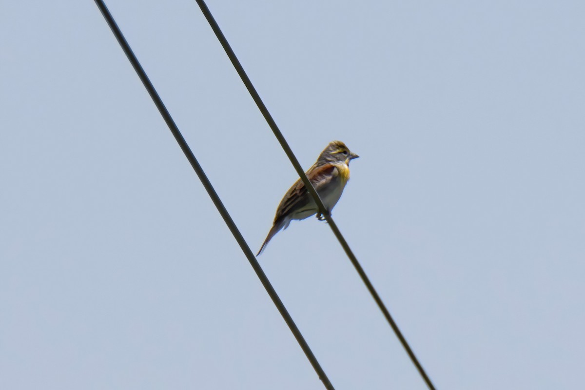 Dickcissel - ML619729711