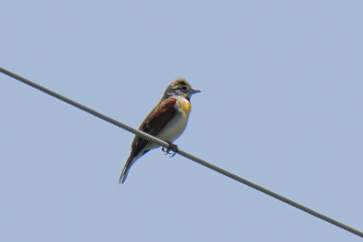 Dickcissel - ML619729713