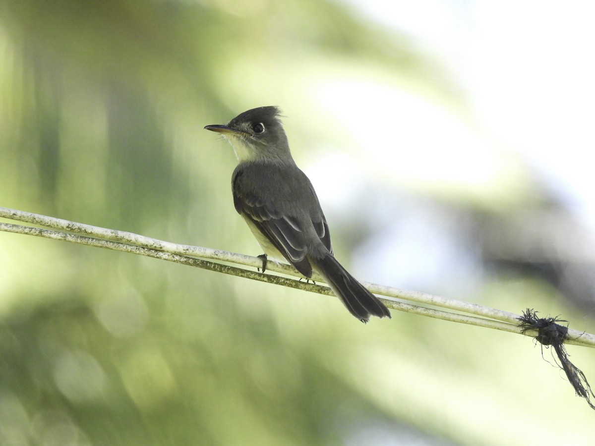 Cuban Pewee - ML619729742