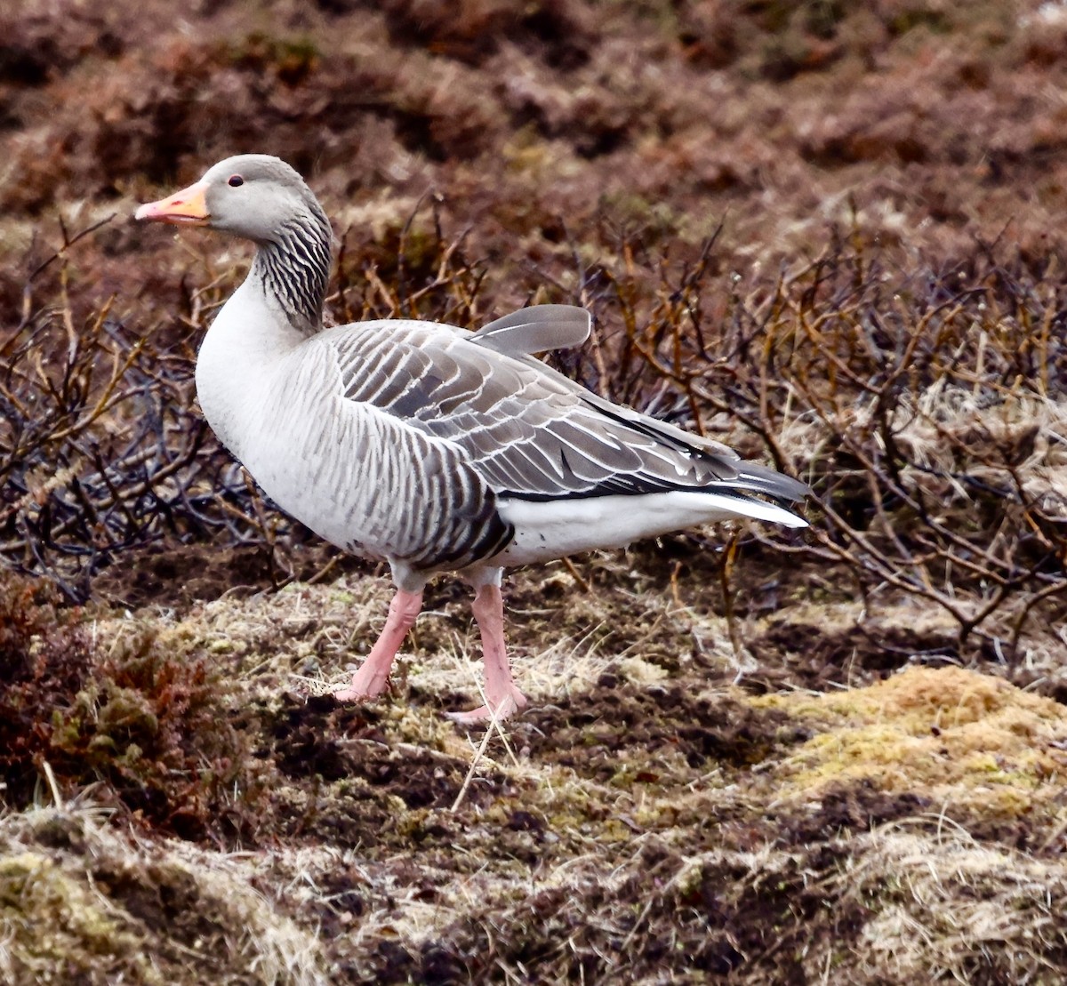 Graylag Goose - ML619729745