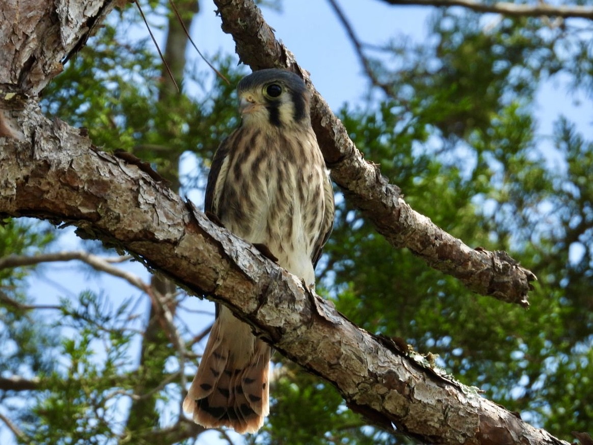 American Kestrel - ML619729755