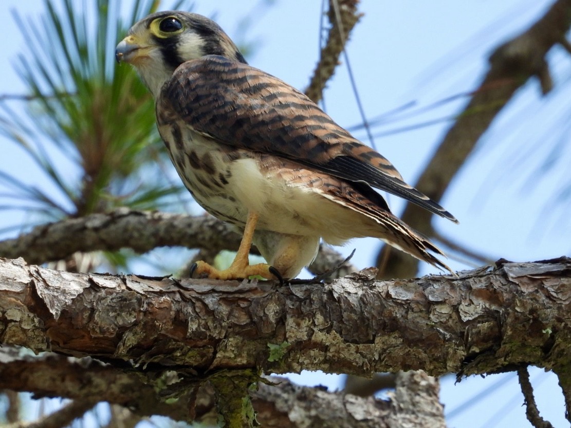 American Kestrel - Elizabeth Stakenborg