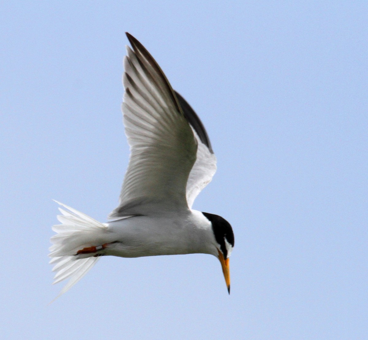 Little Tern - ML619729776