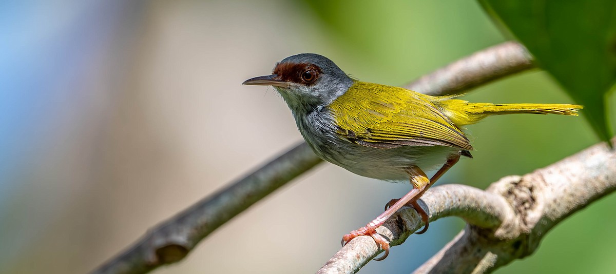 Kastanienstirn-Schneidervogel - ML619729822