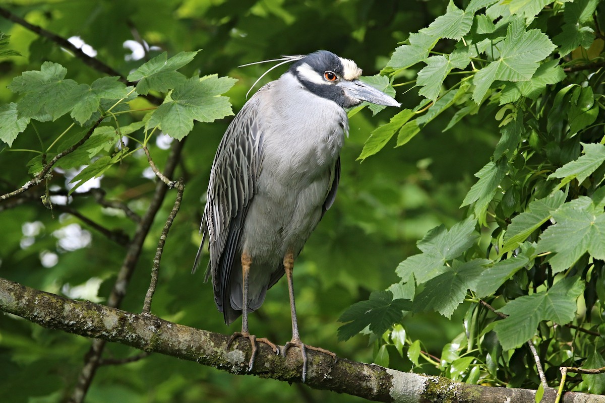 Yellow-crowned Night Heron - ML619729887