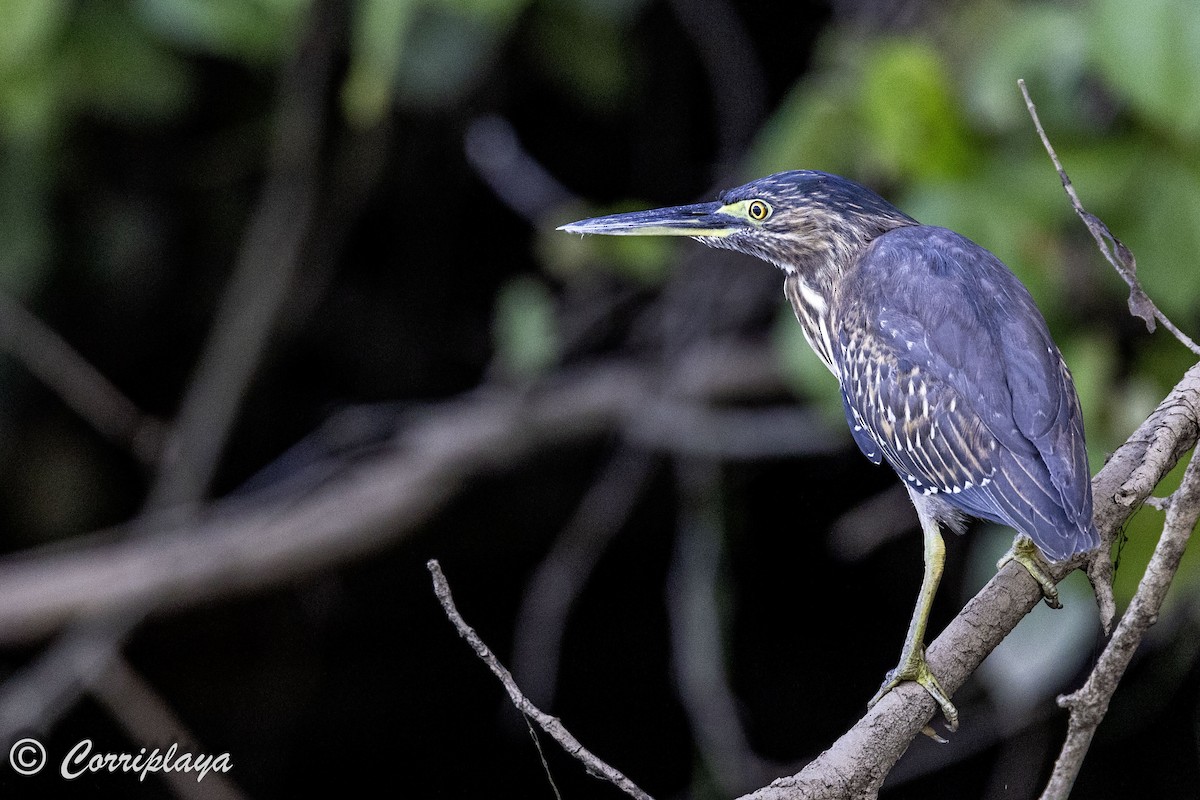 Striated Heron - ML619729895