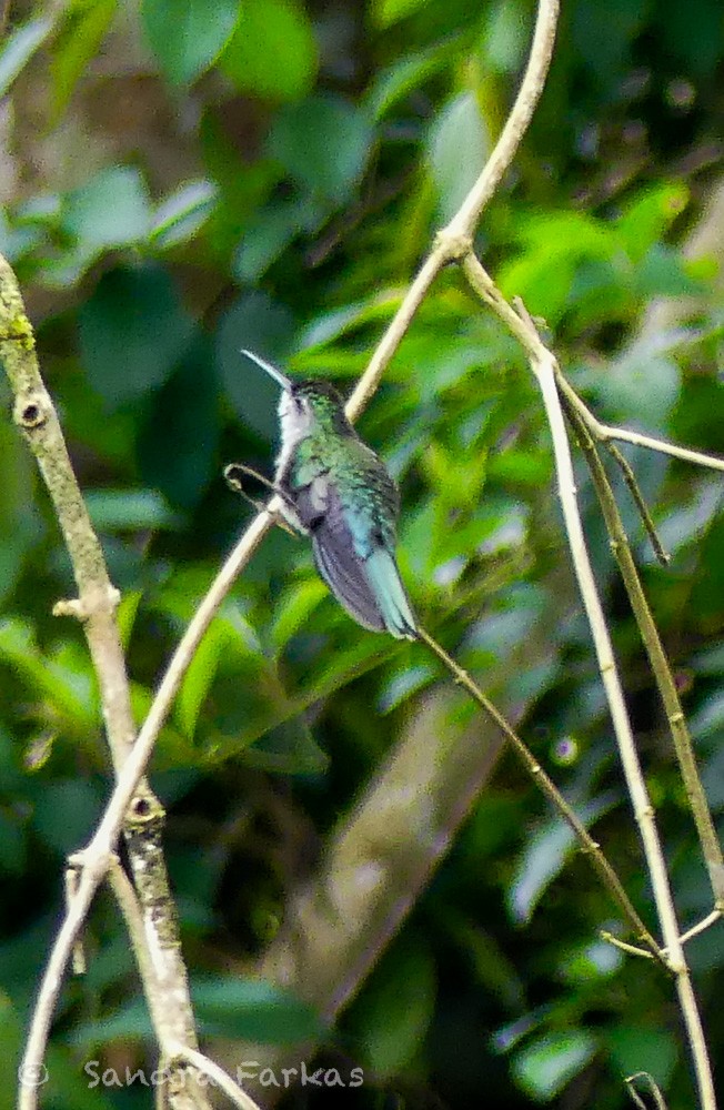 Colibrí Pechigrís - ML619729907