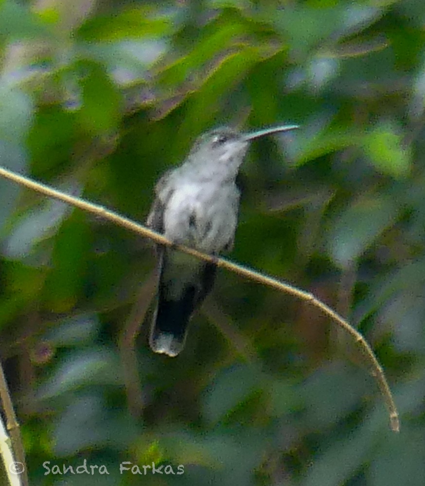 Colibrí Pechigrís - ML619729908