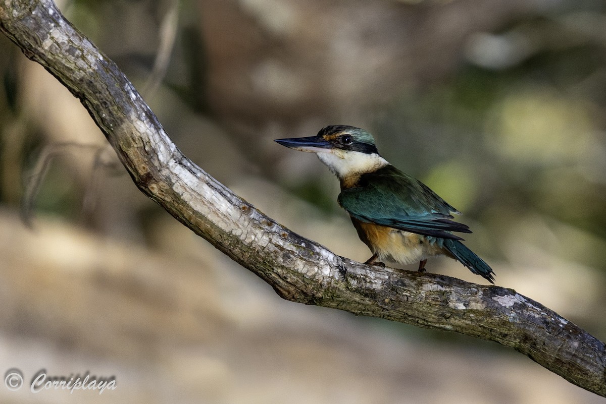 Sacred Kingfisher (Australasian) - ML619729913