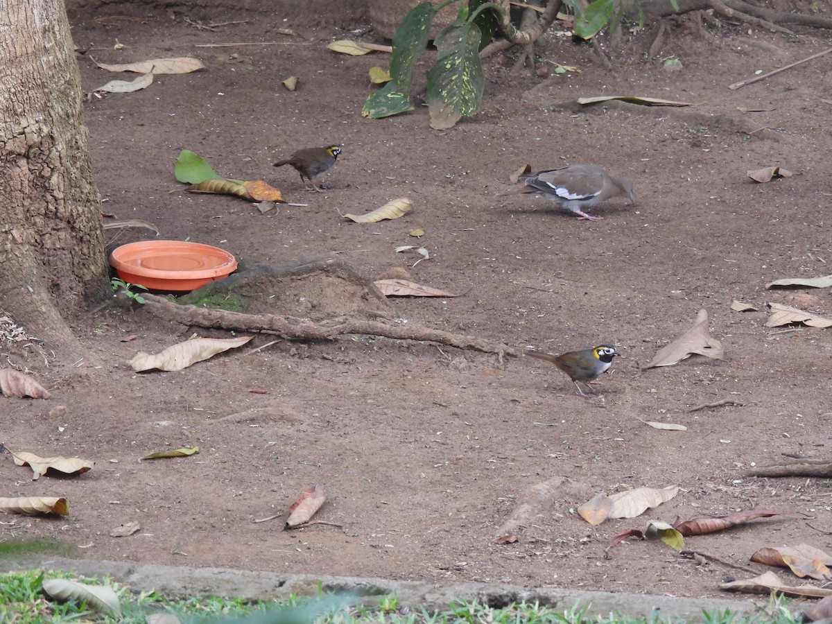 White-eared Ground-Sparrow - ML619729920