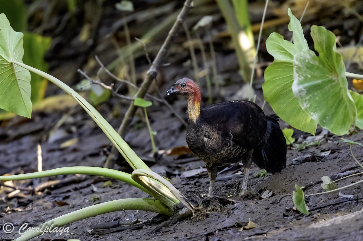 Australian Brushturkey - ML619729936