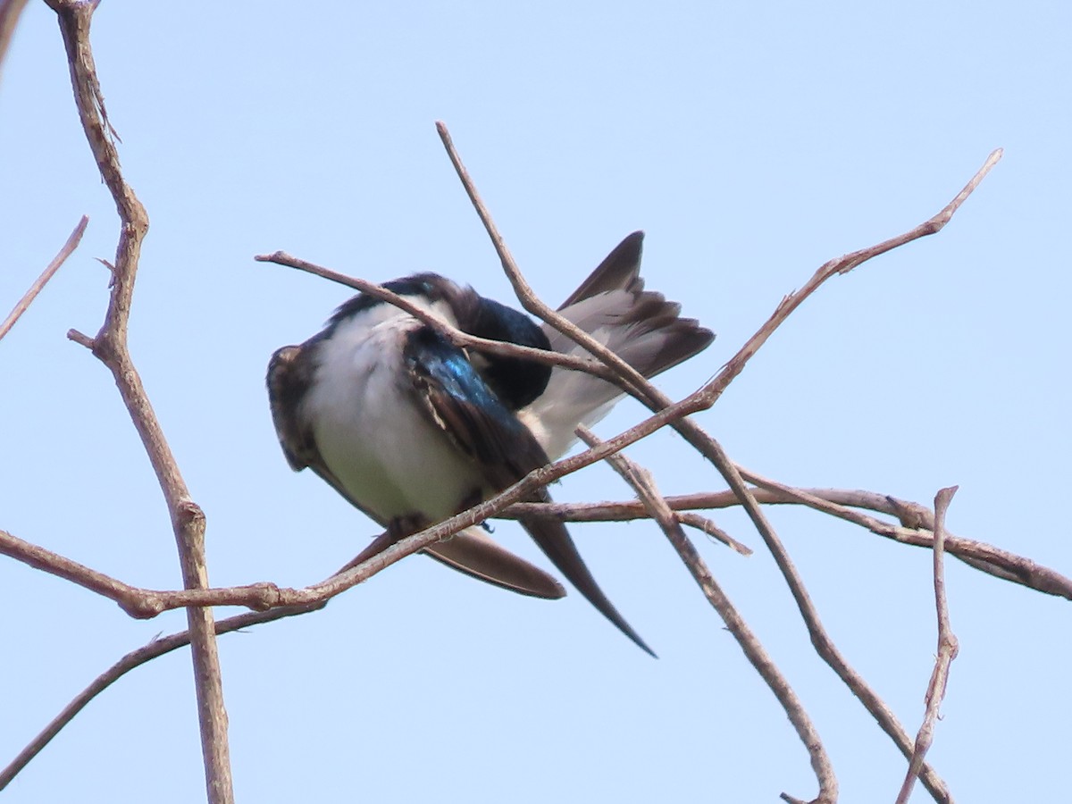 Golondrina Bicolor - ML619729938