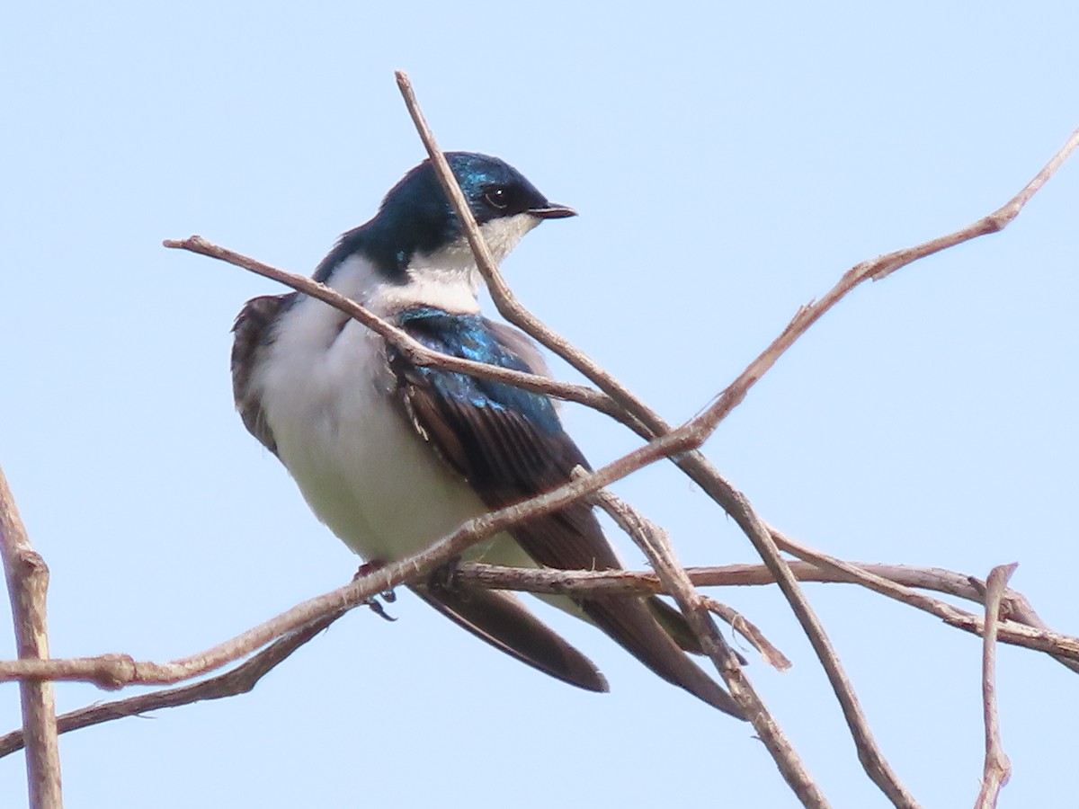 Tree Swallow - ML619729945