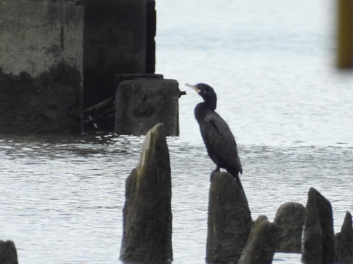 Neotropic Cormorant - ML619729949