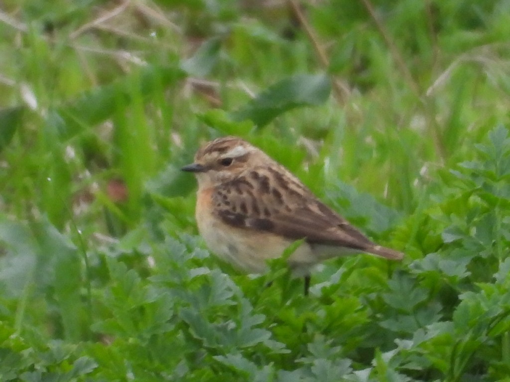 Braunkehlchen - ML619729952