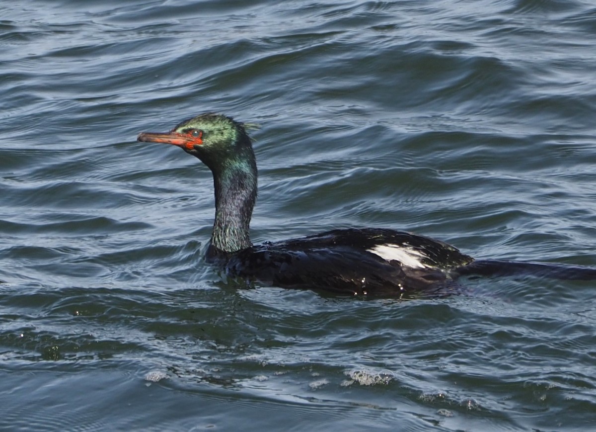 Pelagic Cormorant - ML619729955