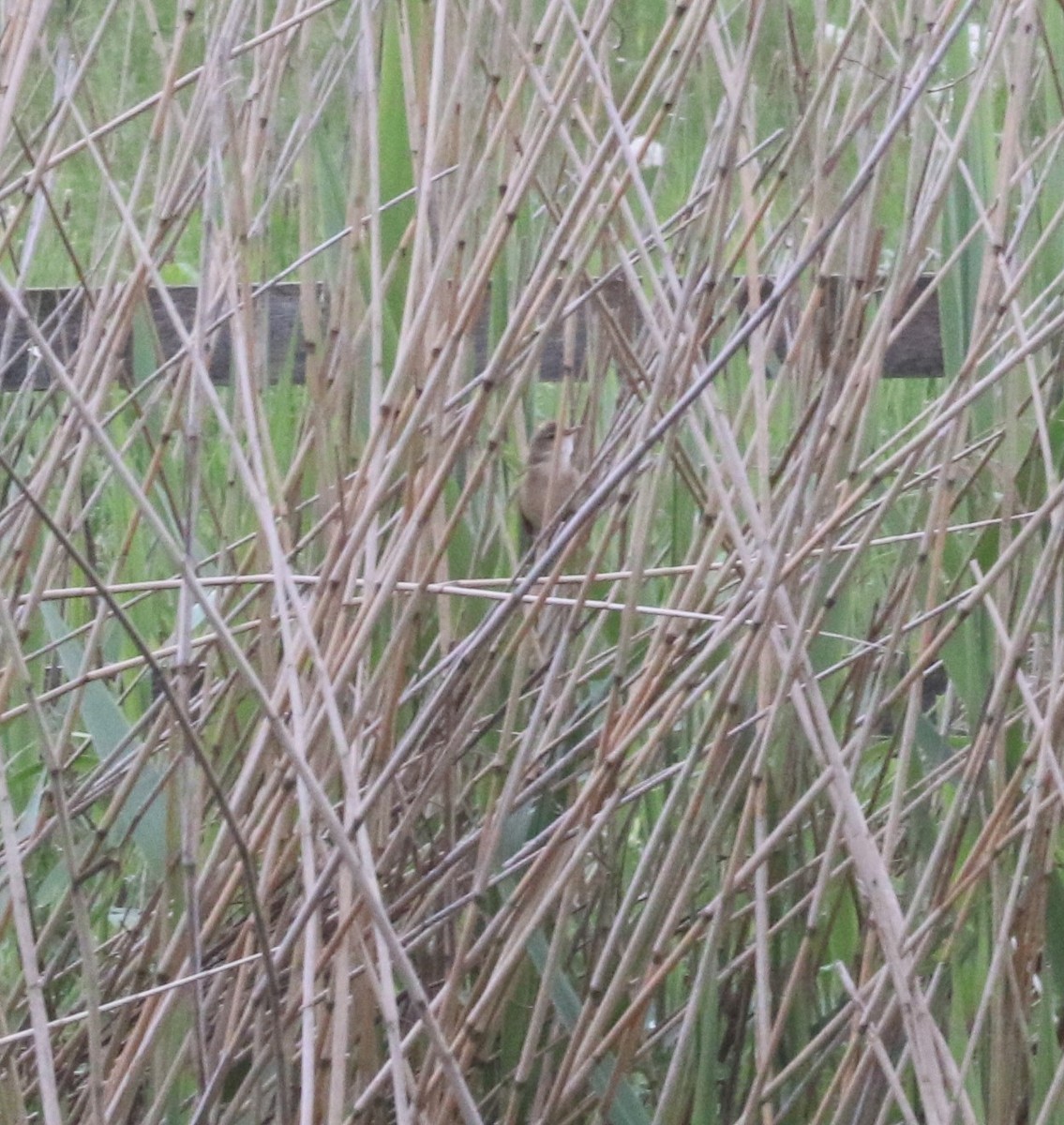 Common Reed Warbler - ML619729959