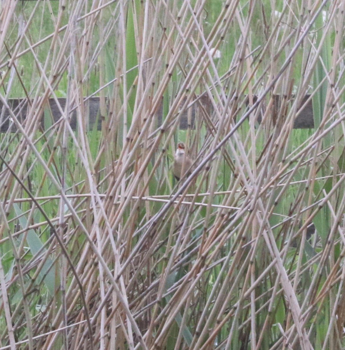 Common Reed Warbler - ML619729960