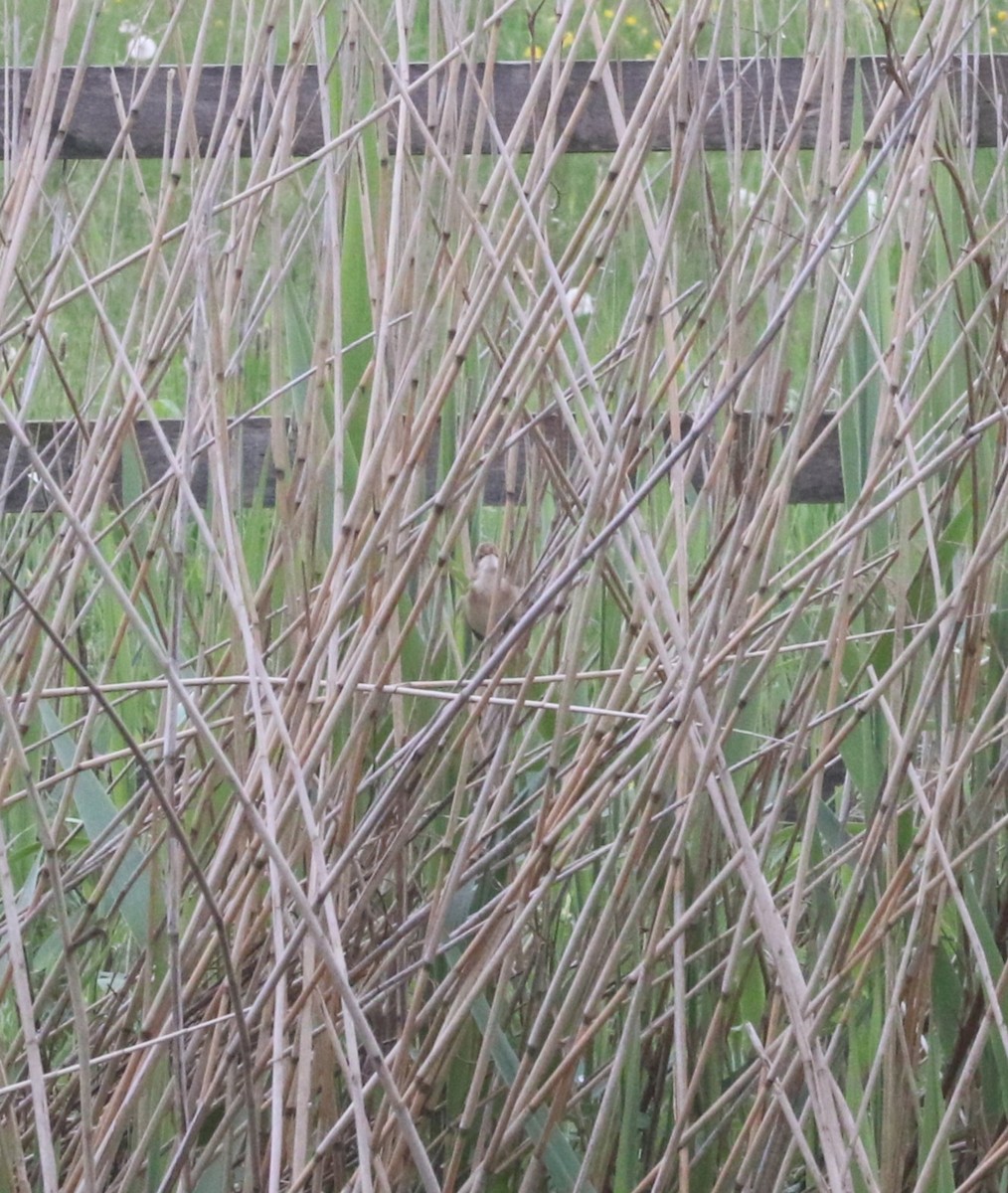 Common Reed Warbler - ML619729961